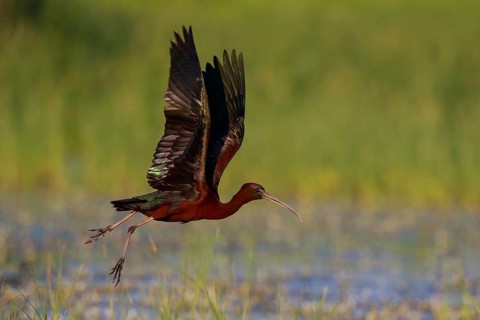 Glossy Ibis (Plegadis falcinellus) flying, Lesvos, Greece