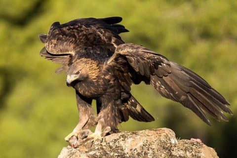Golden Eagle (Aquila chrysaetos) male, Andalusia, Spain