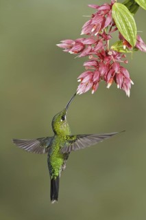 Green-crowned Brilliant (Heliodoxa jacula), Costa Rica