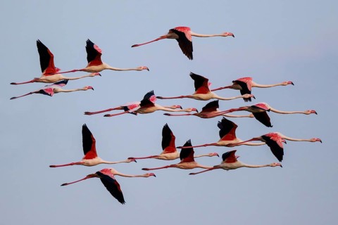 Greater Flamingo (Phoenicopterus roseus) group flying, Greece