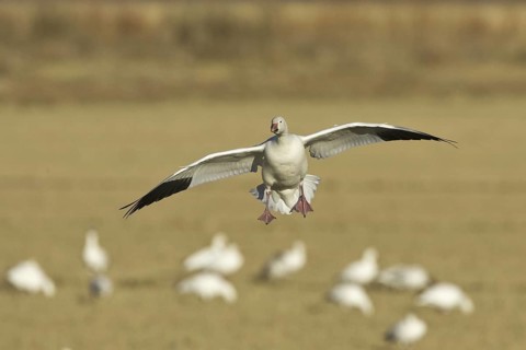 Snow Goose (Anser caerulescens), New Mexico, USA