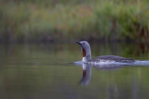 Red-throated diver (Gavia stellata), Sweden