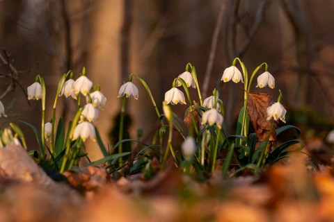 Close-up of spring knotweed (Leucojum vernum) in the forest, also known as marzenbecher, in