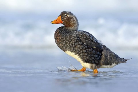 Kelp goose, Chloephaga hybrida, is a member of the duck, goose. It can be found in the Southern
