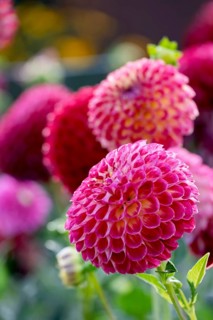 Dahlia (Dahlia), North Rhine-Westphalia, Germany
