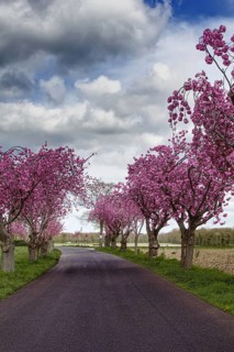 A street lined with flowering cherry blossom trees (Prunus serrulata) under a partly cloudy sky,
