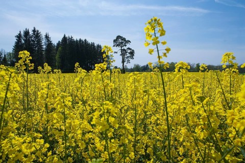 Rapeseed field, rapeseed (Brassica napus), Bavaria, Germany