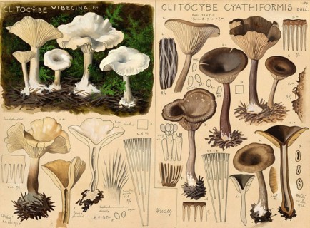 Mushroom, Mushrooms, Clitocybe vibecina, Floured flour fungus and Clitopilus cyathiformis,