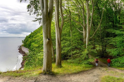 The Hochuferwanderweg from Baabe via Sellin to Binz, through dense beech forest, along the cliffs,