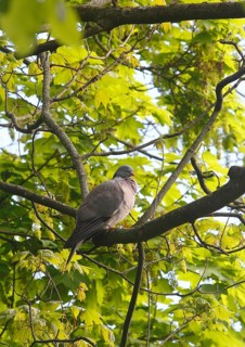 Woodpigeon (Columba palumbus), sitting on a branch, North Rhine-Westphalia, Germany