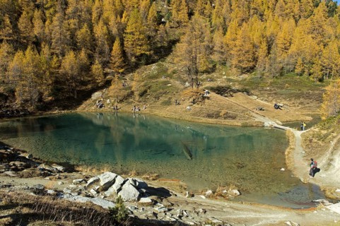The blue lake, Lac Bleu d'Arolla, surrounded by a larch forest in bright autumn colours, Arolla,