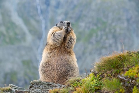 Alpine marmot (Marmota marmota) in autumn, Grossglockner, High Tauern National Park, Austria