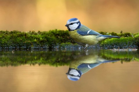 Eurasian Blue Tit (Cyanistes caeruleus), Utrecht, Netherlands
