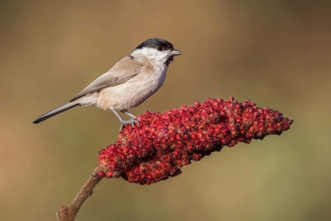 Marsh Tit (Poecile palustris), Poland