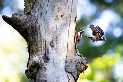 Great spotted woodpecker (Dendrocopos major), male flies out of the entrance hole, female waits