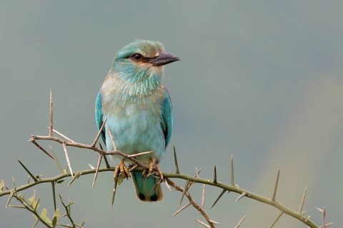 European Roller (Coracias garrulus) perched on a thorny branch, Serengeti, Tanzania