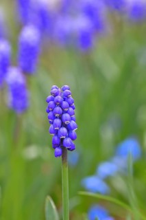 Grape hyacinths (Muscari), blue flower, in a garden, early bloomer, spring flower, spring,