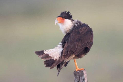 Northern Crested Caracara (Caracara cheriway), Texas, USA