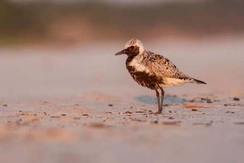 Grey Plover (Pluvialis squatarola), Poland
