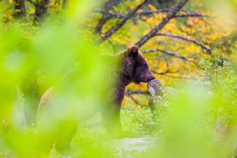 A young male Eurasian brown bear (Ursus arctos arctos) sniffs on a rotting log lying on the ground.