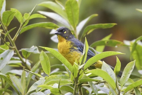 Lacrimose Mountain Tanager (Anisognathus lacrymosus), Ecuador