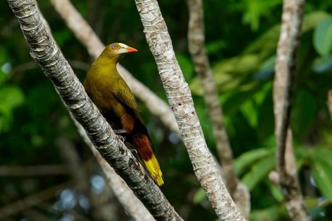Green Oropendola (Psarocolius viridis) perched on a branch in the rainforest of Guyana