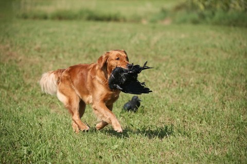 Hunting dog retriever retrieves a shot crow (Corvus corone) next to a decoy crow, Allgäu, Bavaria,