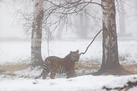 One young Siberian Tiger, Panthera tigris altaica, running thru an open forest with dense fog in