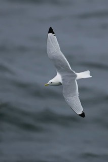 Black-legged Kittiwake (Rissa tridactyla) flying, offshore, Germany