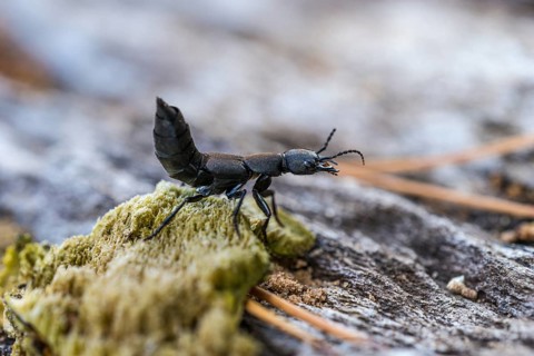 Devil's coach-horse beetle (Ocypus olens) of the short-winged beetle family in defence position