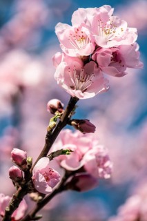 Almond blossom (Prunus dulcis), Rhineland-Palatinate, Germany