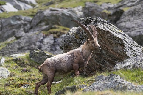 One adult ibex (Capra ibex) standing between rocks on 2500 m sea level in the Hohe Tauern National