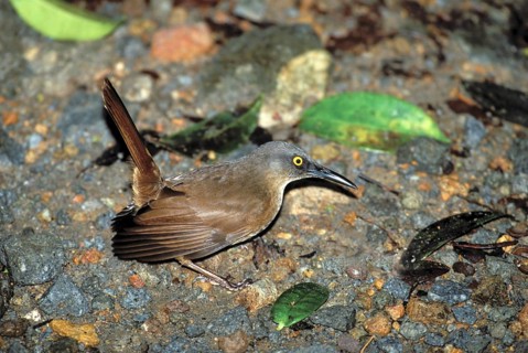 Brown Trembler Cinclocerthia rufiacudaz Dominica, West Indies December Adult Mimidae