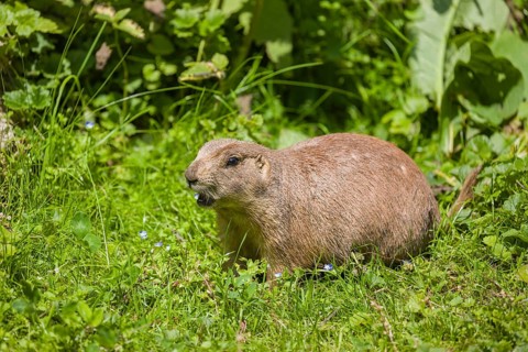 A black-tailed prairie dog sits on fresh green vegetation, searching for food on a bright sunny day