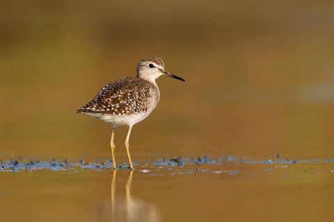 Wood Sandpiper (Tringa glareola), Phetchaburi, Thailand