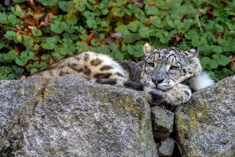 Snow leopard (Panthera uncia), lying on rocks, captive, Baden-Württemberg, Germany