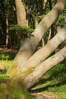 Tree trunks, Darß primeval forest, Weststrand, national park, forest stand, Fischland, Darß,