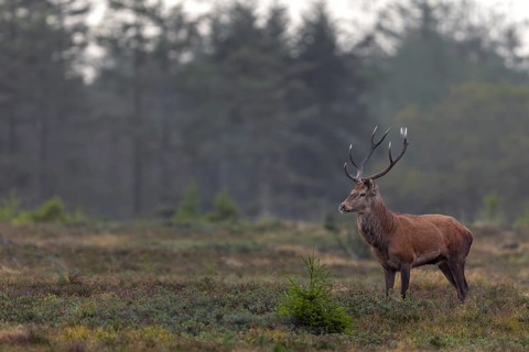 A red deer (Cervus elaphus) stands alone in a large forest clearing, shortly in front of its herd