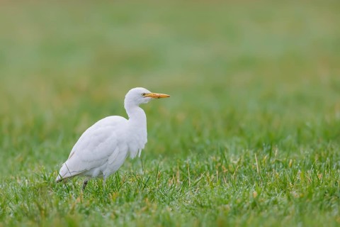 Kuhreiher, Bubulcus ibis Cattle Egret, Bubulcus ibis