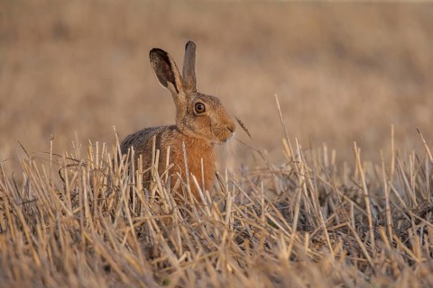 European brown hare (Lepus europaeus) adult animal in a farmland stubble field, England, United