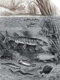 Fische in langsam fließenden Gewässern, ruhig oder schlafend
