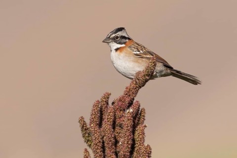 Rufous-collared Sparrow (Zonotrichia capensis antofagastae), Camarones Valley, Chile