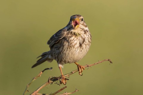 Corn Bunting (Emberiza calandra) male singing from a branch, Lesvos, Greece