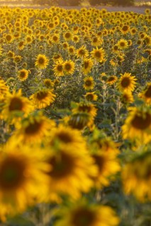 Flowering sunflower field (Helianthus annuus) in the evening light, Großenhain, Saxony, Germany