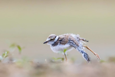 Little Ringed Plover (Charadrius dubius) juvenile stretching legs and wing, North Rhine-Westphalia,