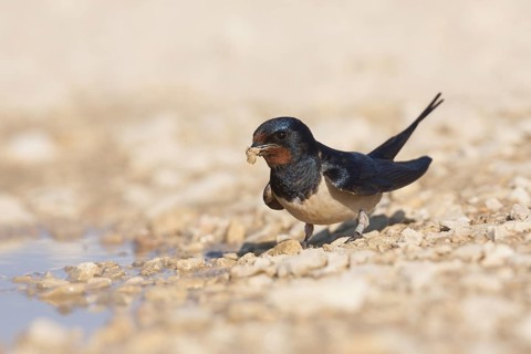 Barn Swallow - Rauchschwalbe - Hirundo rustica ssp. rustica, Croatia, adult