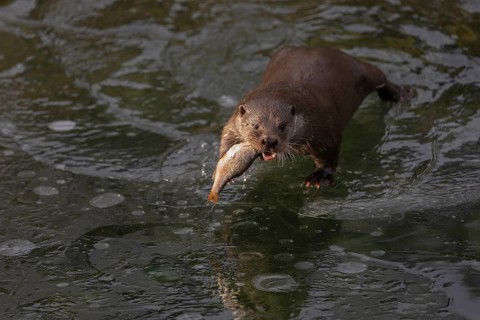 One Eurasian otter (Lutra lutra), standing on the ice of a frozen river, feeding on a fish