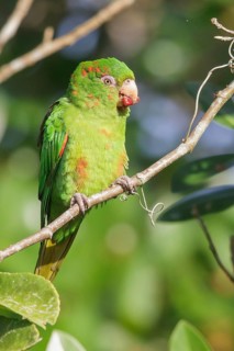 Cuban Parakeet (Psittacara euops) perched on a branch in Cuba