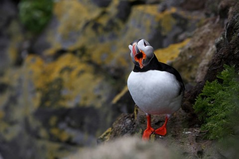Atlantic Puffin, Common Puffin. Fratercula arctica, at the cliffs of Latrabjarg, Iceland