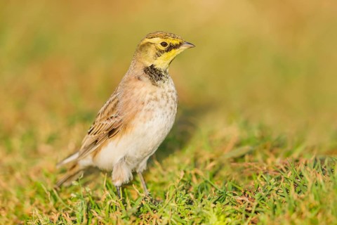 Ohrenlerche, Eremophila alpestris Horned Lark, Eremophila alpestris